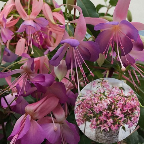Fuchsia 'Leonita Pink-Lilac' - Fuksia 'Leonita Pink-Lilac' P9/0,55L